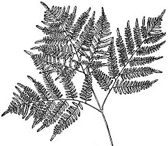 Bracken fern.