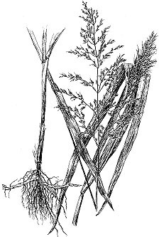 Johnsongrass.