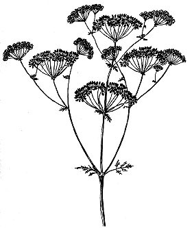 Poison hemlock.