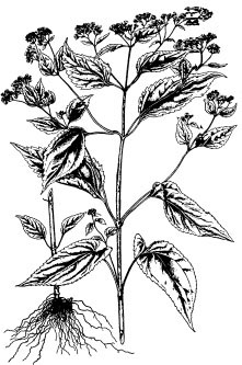 White snakeroot.