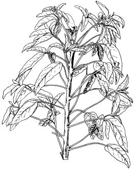 Woolly croton