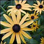 Black-eyed susan