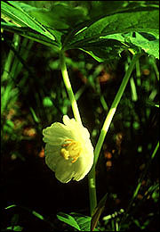 Mayapple