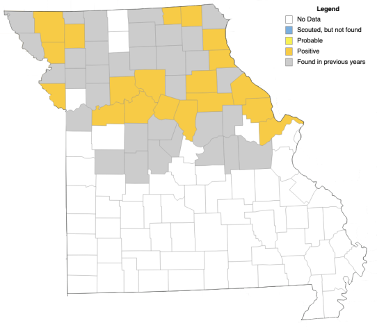 This map shows the spread of tar spot disease in Missouri corn crops in 2024. Map by ipmPIPE. 
