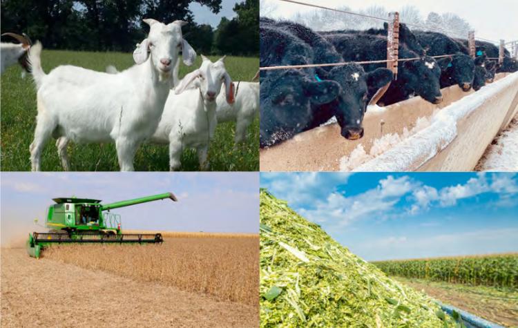 Four photos of goats in a field, cattle feeding at a trough, combine harvesting soybeans, and corn silage loaded on a wagon in a field.