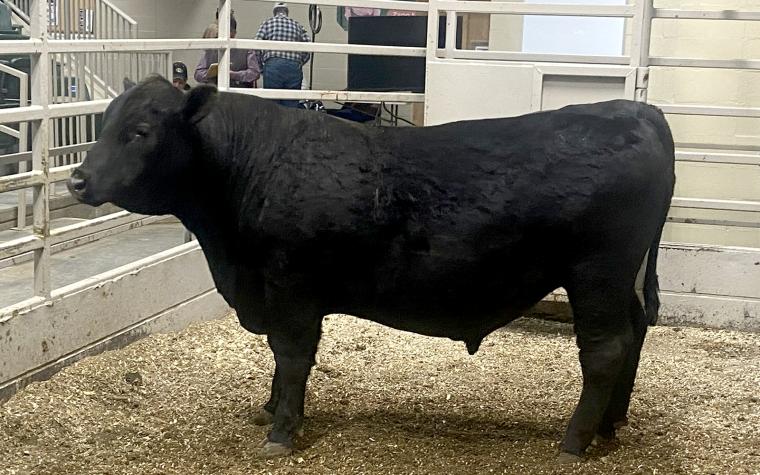 Bull