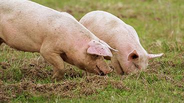 swine