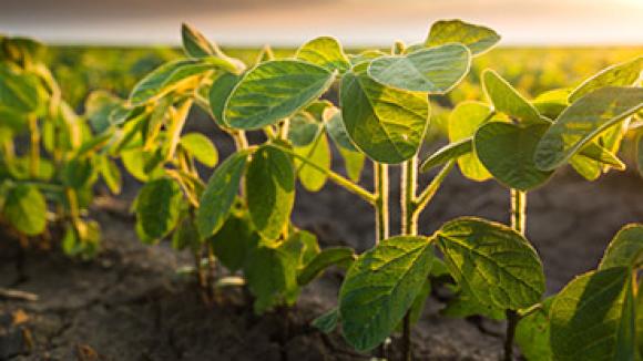 Soybean field in the sun.